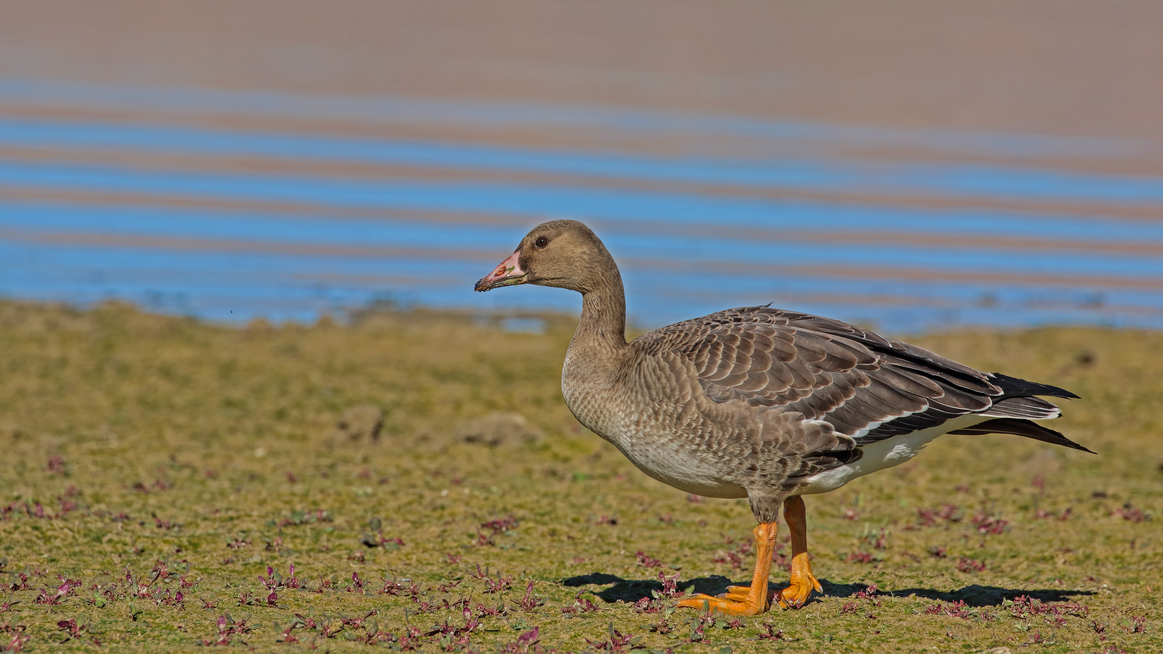 Greater White-fronted Goose